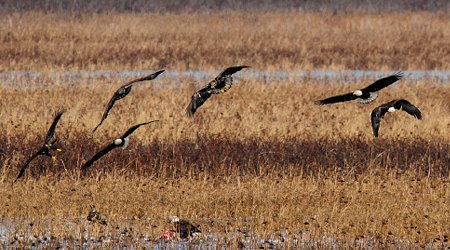 Eagles and Carion